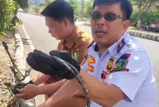  Kabel LPJU di Lebong Dibakar OTD