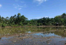 Curah Hujan Tinggi, Sawah Terendam Banjir, Padi Membusuk