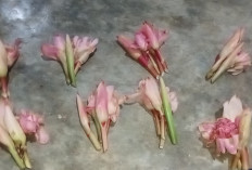 Unji, Ini Khasiatnya Bagi Kesehatan