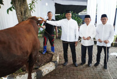Idul Adha 1446 Hijriah, BSI Distribusikan 15.272 Ekor Hewan Kurban
