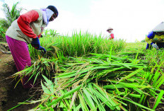 Capaian 960,25 Hektare, Masuk Zona Hijau, Realisasi Tanam Padi Hampir 100 Persen