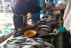 Nelayan Mukomuko Hasilkan Ikan Segini