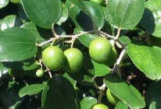 Dikenal Untuk Mengusir Setan, Khasiat Hebat Daun Bidara Untuk Kesehatan 