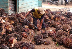 Harga TBS Tembus Rp 2.860 per Kilogram, Petani Tersenyum Bahagia 