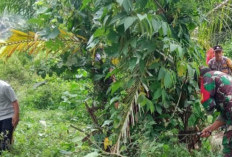 Jelang Penutupan TMMD, Satgas TMMD Ke-124 Kodim 0408/BS dan Warga Tetap Gotong Royong