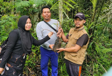 Tradisi Tanam Aren Pengantin Desa Sindang Jaya Jaga Alam dan Ekonomi Warga