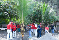 Program Gempala Dimulai, Pohon Kelapa Sudah Tumbuh di Kawasan Pasir Putih