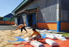  Segini Jumlah Bulog Bengkulu Utara Serap Jagung Pipil 