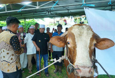 Sapi Presiden Dibagi Merata, ke 10 Kota dan Kabupaten