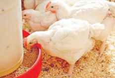 Harga Pakan Ayam di Bengkulu Bertahan Tinggi, Pedagang Ungkap Penyebabnya