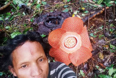 Rafflesia Arnoldi   Mekar di Desa Ini