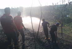 Lahan Kebun Kelapa Sawit di BU Terbakar, Diduga Ini Pemicunya