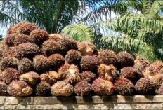  Pemkab Bengkulu Utara Dorong   Perbaikan Kualitas Buah Sawit