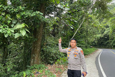 Waspada Longsor dan Pohon Tumbang di Benteng, Ini Caranya