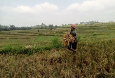 Antisipasi Gagal Panen, Petani Diimbau Asuransikan Sawahnya, Segini Biayanya