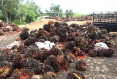 Ram Sawit Tanpa Izin Menjamur, Pemkab Bengkulu Utara Soroti Tata Niaga dan Legalitas Usaha