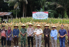 Tunjukan Peran Nyata di Sektor Pangan, Polres Bengkulu Selatan Gelar Panen Raya Jagung Serentak