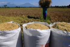  Harga Gabah di Mukomuko Untungkan Petani