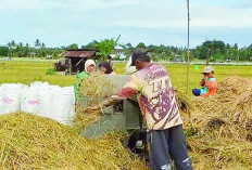 Musim Panen Kedua, Petani Resah, Begini Keluhan Petani di Kota Bengkulu