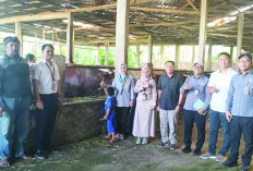 Kota Dapat Sapi Kurban   Limousine 800 Kg dari Presiden