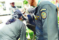 Hewan Kurban Diperketat, Sapi dari Enggano Diawasi