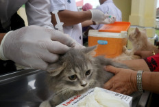 Target Zero Rabies, Pemkot Gencarkan Vaksin Hewan Peliharaan