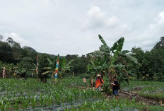 Dukung Program Nasional tentang Ketahanan Pangan, Desa Pagar Agung Tanam Jagung
