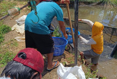 Karang Suci Sukses   Budidaya Ikan Nila,  Program Ketahanan Pangan yang Dijalankan Bumdes