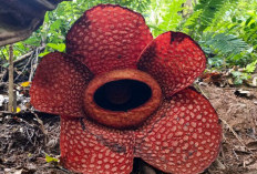  Dua Puspa Langka Mekar Bersamaan di Bengkulu Utara, Ini Lokasinya