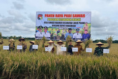 Fokus DAK 2027, Mukomuko Targetkan Punya Penggilingan Padi Modern di Lubuk Pinang