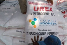 Kabar Gembira untuk Petani: Harga Pupuk Subsidi Turun, Berikut Harga Terbarunya