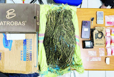 Gerebek Bandar dan 1 Kg Ganja di Bengkulu 