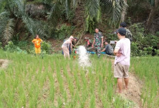 Sukseskan Swasembada Pangan Nasional, Kodim 0408 Bantu Petani