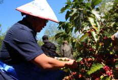 Produksi Kopi Naik,   Harga Meningkat