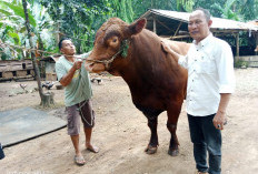 Idul Adha 1446 H, Seluma Siapkan 2006 Ekor Hewan Kurban