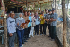  Pemdes Ujung Karang Kembangkan   Budidaya Ini