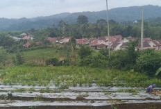Harga Pupuk Melonjak, Petani Kepahiang Kurangi Pembelian