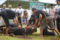 Kodim 0408/BS Laksanakan Penyembelihan Hewan Kurban, Bagikan Kebahagiaan Idul Adha kepada Warga Sekitar