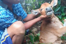 Anak Sapi Dimangsa Harimau,  Pemilik Ternak Melihat Langsung Kejadian Ternaknya Dimangsa