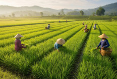 Petani Mukomuko Kian Mantap Terapkan Jajar Legowo, Produksi Padi Diharapkan Melonjak