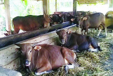 Ternak Sakit Jangan Dibawa ke Luar Daerah, Ini Imbauan Kepala Dinas Pertanian Kabupaten Mukomuko pada Peternak