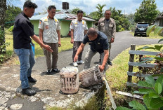 Satpol PP Kepahiang Sita 40 Liter Tuak