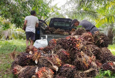  Harga Sawit Stabil di Mukomuko   Berdampak Positif Bagi Petani