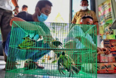 Penyelundupan Ratusan  Burung Liar Berhasil Digagalkan Tim Gabungan di Pelabuhan Bakauheni
