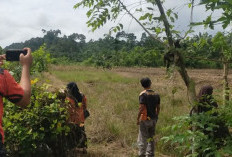 Banjir Terjang Kedurang Ilir, Lahan Pertanian Rusak