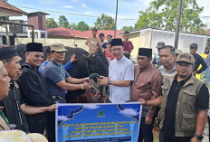 Bupati Fikri Serahkan 5 Ekor Sapi