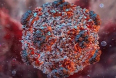 Heboh, Wabah Hantavirus di Tengah Laut, 3 Penumpang Kapal Pesiar Tewas, WHO Rilis Kronologinya