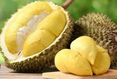 Belum Banyak Yang Tahu, Makan Durian  Bisa Meringankan  Penyakit Ini