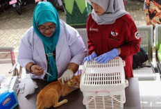 Kasus Gigitan Rabies di Mukomuko Meningkat, Dinkes Gencarkan Edukasi dan Vaksinasi