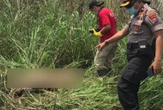 Tragis! Pekerja SPPG Dibunuh Rekan Kerja, Jasad Perempuan Dibuang di Kebun Nanas